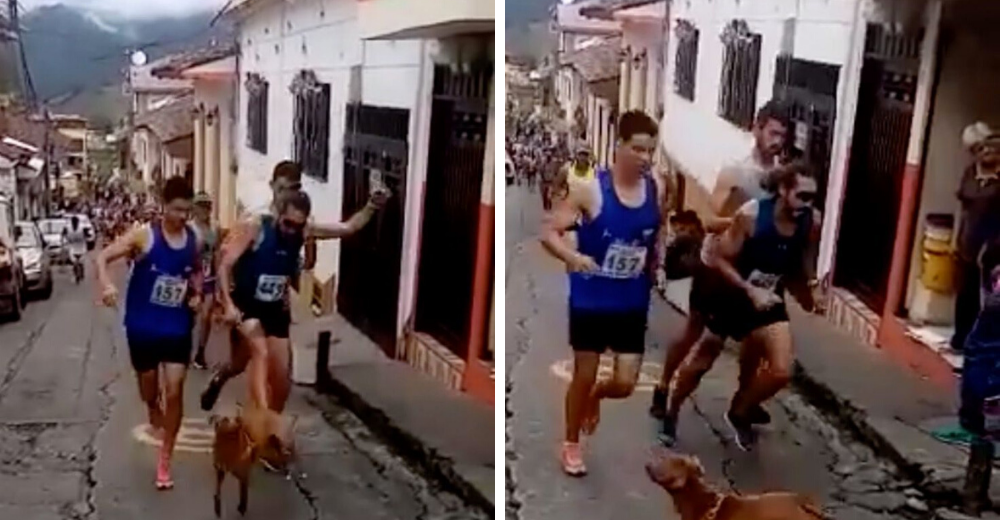El atleta que pate贸 a un perrito sin piedad en una marat贸n recibe un merecido castigo El atleta que pate贸 a un perrito sin piedad en una marat贸n recibe un merecido castigo