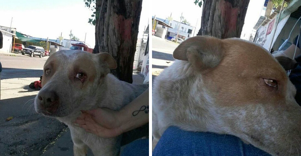 Perrito que sólo tenía a su dueño en esta vida lo espera cada día sin saber que ya no volverá