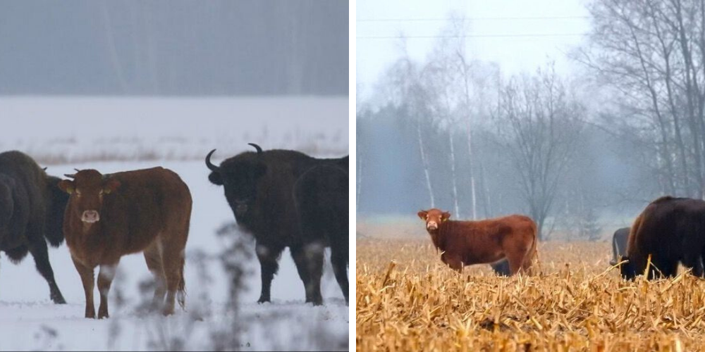 Vaca logra escapar de una granja y encuentra una nueva familia junto a sus «primos lejanos»
