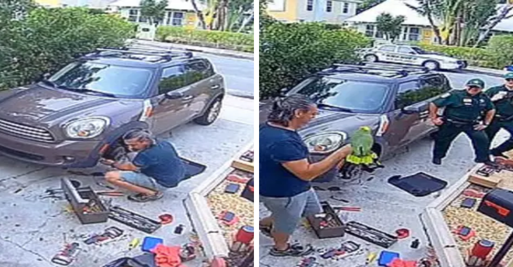 Los policías acuden al llamado de los gritos de auxilio de «una mujer» y se quedan sin palabras Los policías acuden al llamado de los gritos de auxilio de «una mujer» y se quedan sin palabras