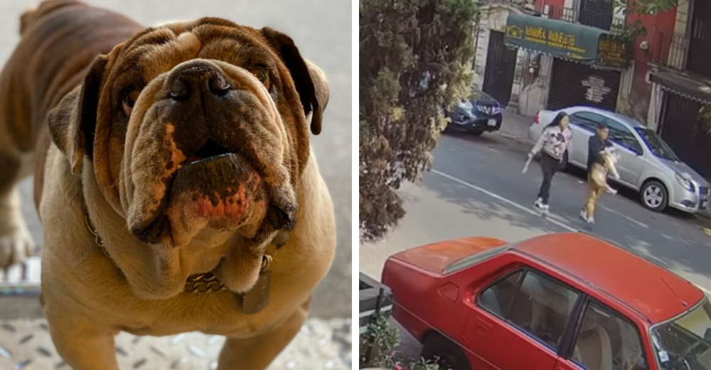 El robo de un famoso perrito que indign贸 a M茅xico logra ser arrebatado de sus raptores El robo de un famoso perrito que indign贸 a M茅xico logra ser arrebatado de sus raptores