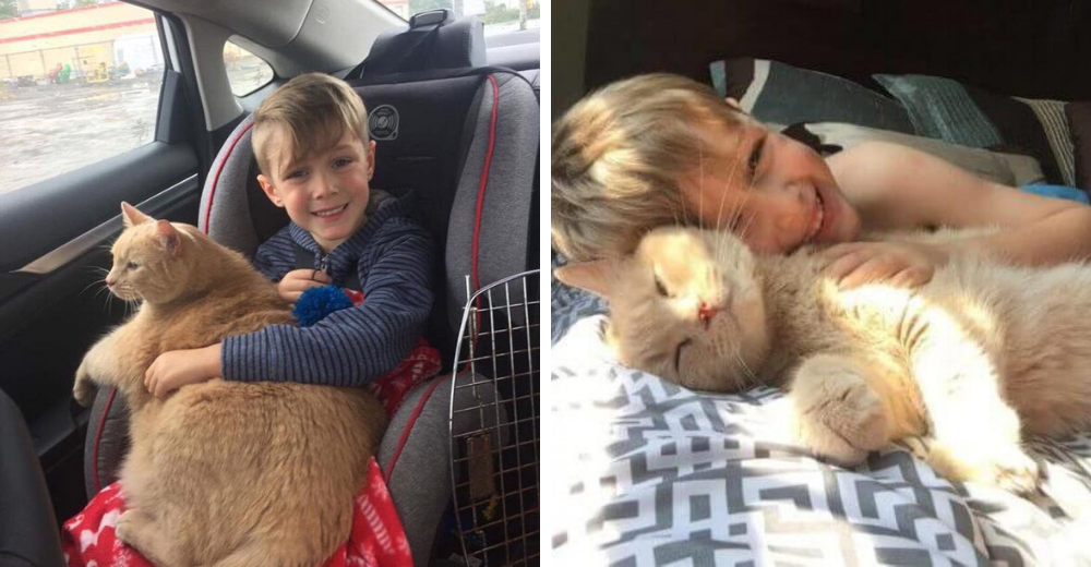 Le ofrecen adoptar a una mascota y elige a un enorme felino de 10 años que añoraba una familia