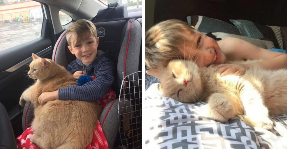 Le ofrecen adoptar a una mascota y elige a un enorme felino de 10 años que añoraba una familia Le ofrecen adoptar a una mascota y elige a un enorme felino de 10 años que añoraba una familia