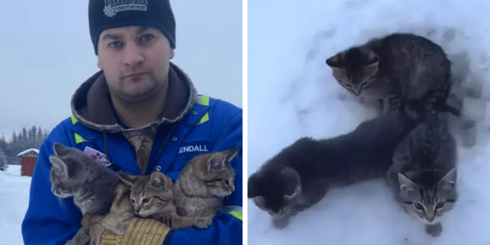 Hombre usa su taza de café para liberar a unos gatitos atrapados en el hielo Hombre usa su taza de café para liberar a unos gatitos atrapados en el hielo