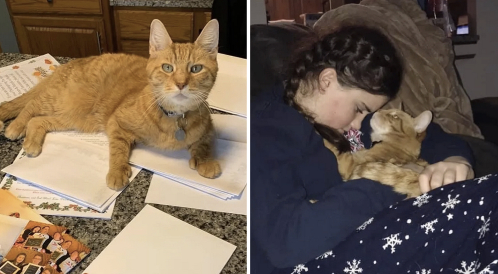Una pareja va a un concierto y regresa a casa con un gatito acurrucado en sus brazos Una pareja va a un concierto y regresa a casa con un gatito acurrucado en sus brazos