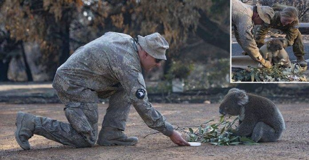 La imagen de un soldado rescatando a un asustado koala tras de los incendios conmueve al mundo La imagen de un soldado rescatando a un asustado koala tras de los incendios conmueve al mundo