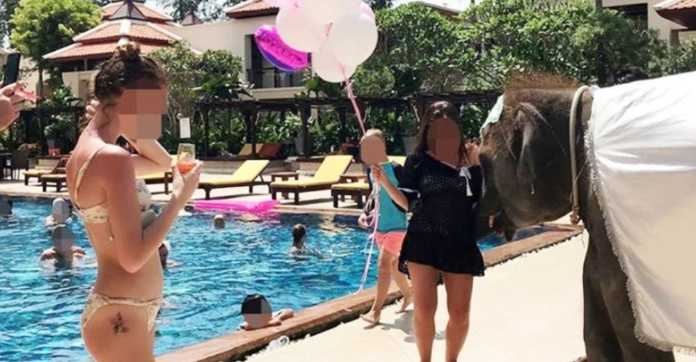 Un hotel de lujo obliga a un indefenso elefante bebé a entretener a sus visitantes Un hotel de lujo obliga a un indefenso elefante bebé a entretener a sus visitantes
