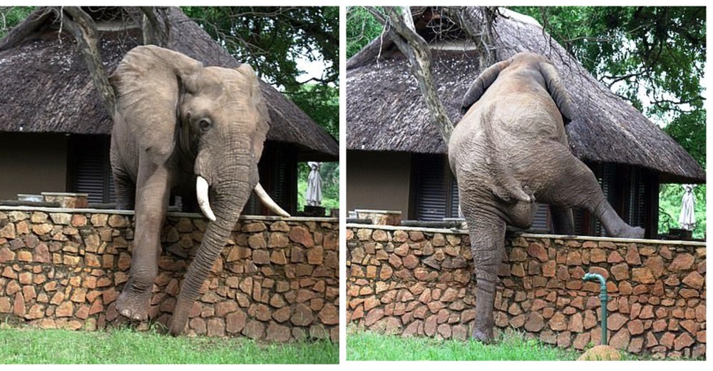 Ágil elefante trepa cuidadosamente un muro de casi 2 metros para robarse el manjar de sus sueños