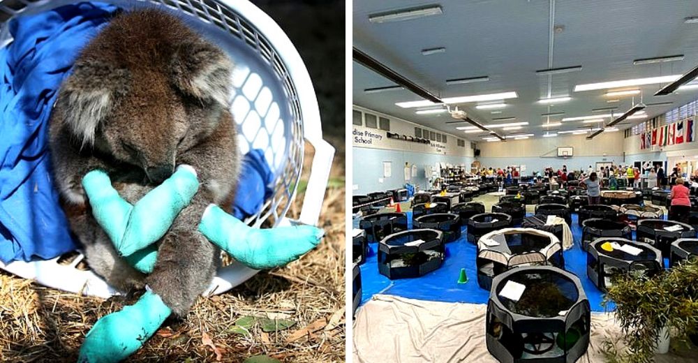Transforman escuela en hospital para los cientos de koalas huérfanos y heridos en los incendios