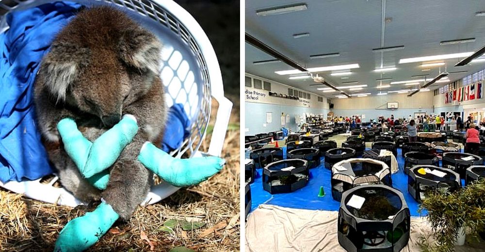 Transforman escuela en hospital para los cientos de koalas huérfanos y heridos en los incendios Transforman escuela en hospital para los cientos de koalas huérfanos y heridos en los incendios