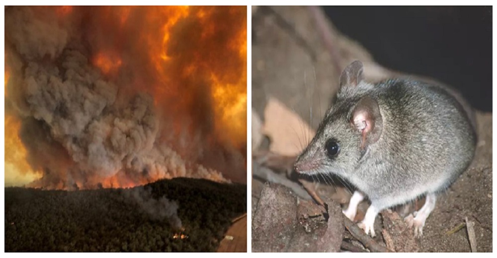 Especies endémicas enteras podrían haber desaparecido tras los incendios forestales de Australia Especies endémicas enteras podrían haber desaparecido tras los incendios forestales de Australia