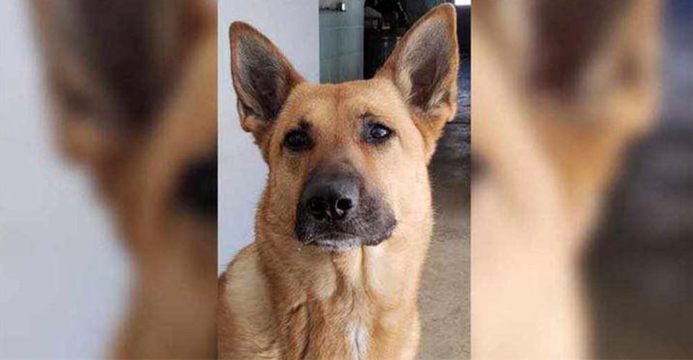 Espera en un refugio ser adoptada despu茅s de que se trunc贸 su sue帽o de ser parte de la polic铆a Espera en un refugio ser adoptada despu茅s de que se trunc贸 su sue帽o de ser parte de la polic铆a