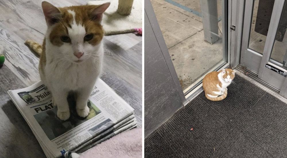 El gato de la farmacia que brindó consuelo a los clientes, encuentra amor en un hogar temporal