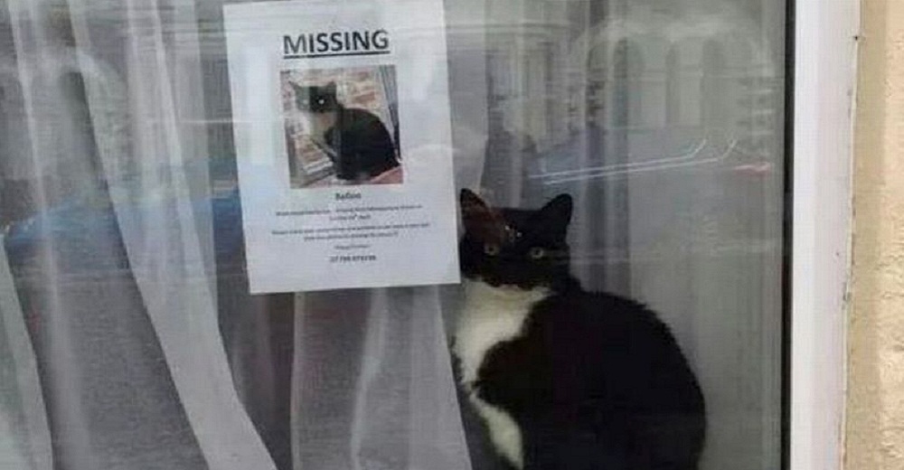 Minino perdido aparece misteriosamente posando al lado de su propio cartel de “gato extraviado”