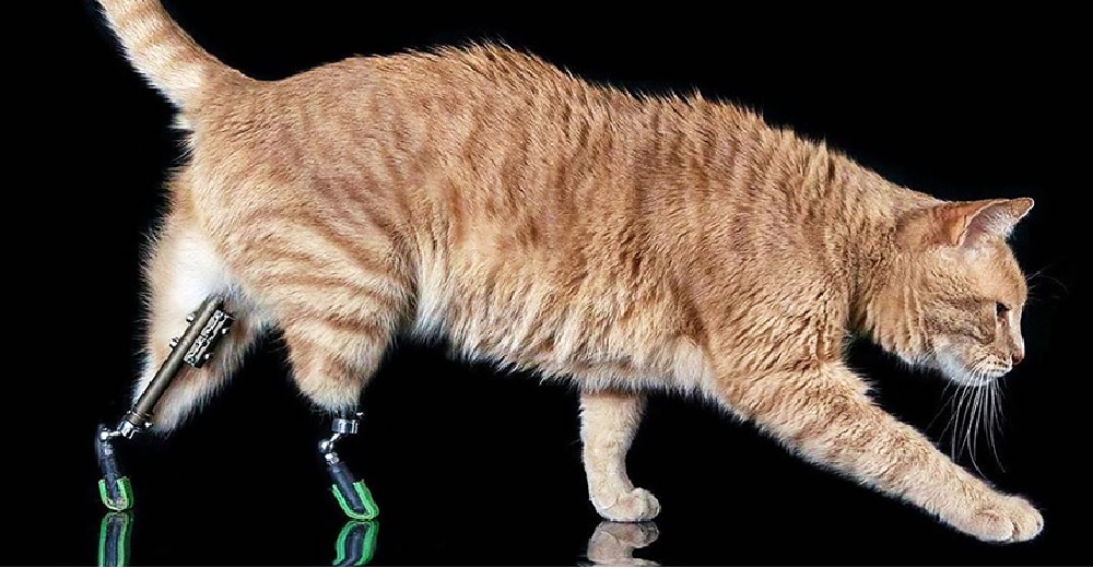 Tras perder sus patitas traseras, dos prótesis han hecho de Vito el gatito biónico más feliz