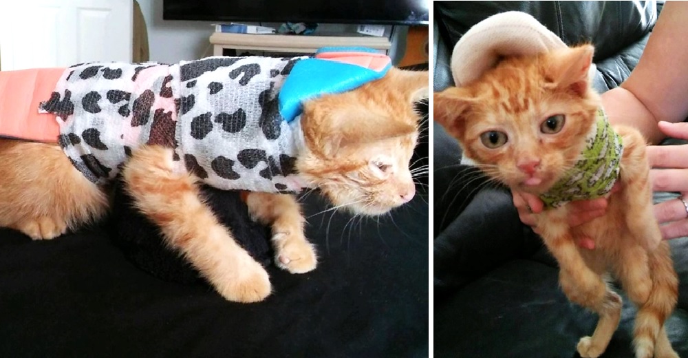 Sobrevive el gato que apenas podía moverse tras ser atropellado y abandonado en la calle Sobrevive el gato que apenas podía moverse tras ser atropellado y abandonado en la calle