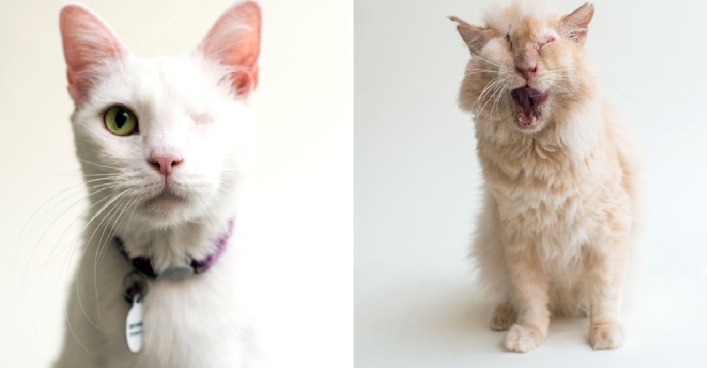 Fotógrafa vuelve virales a muchos gatitos ciegos que han sido rechazados una y otra vez