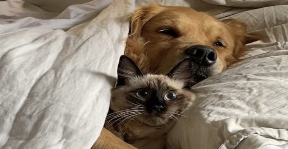 ¿Qué hice anoche? – La reacción de un gatito al despertar en la cama acurrucado por un Golden ¿Qué hice anoche? – La reacción de un gatito al despertar en la cama acurrucado por un Golden