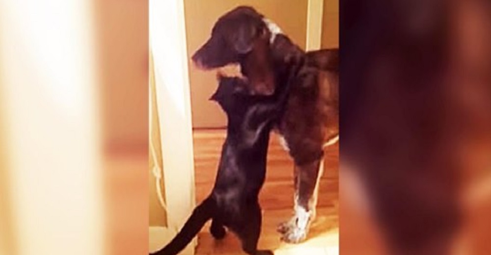 Los interminables abrazos de un gatito a su amigo después de 10 días de su desoladora separación Los interminables abrazos de un gatito a su amigo después de 10 días de su desoladora separación