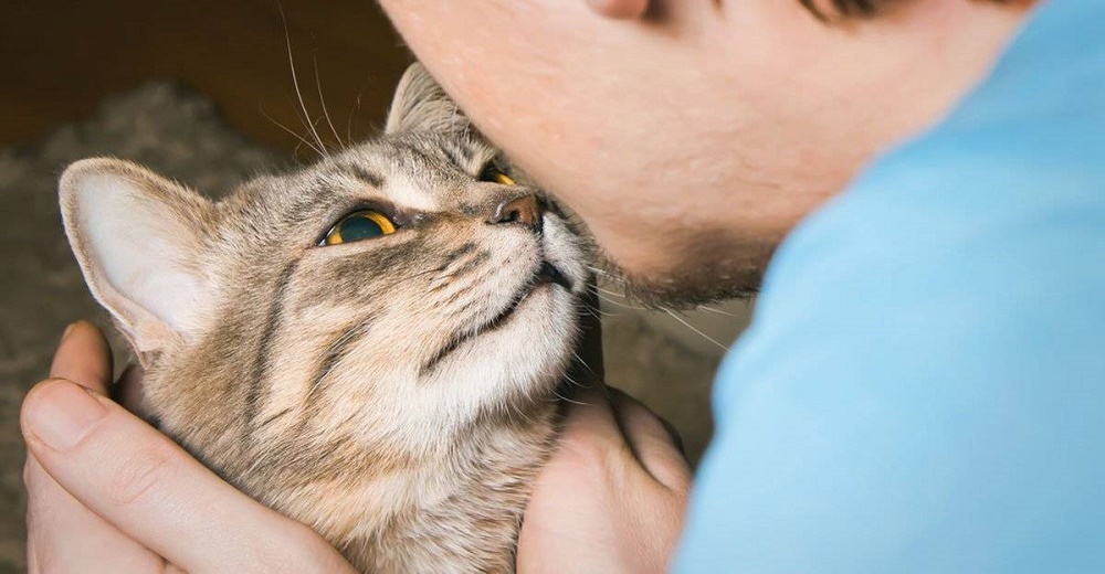 Estudio revela que los gatos se apegan a sus dueños igual que los bebés a sus padres