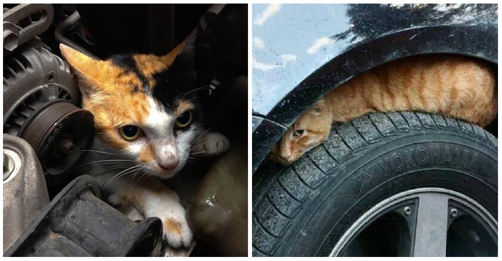Los consejos de la Policía para salvar la vida de gatos que se refugian del frío en los coches