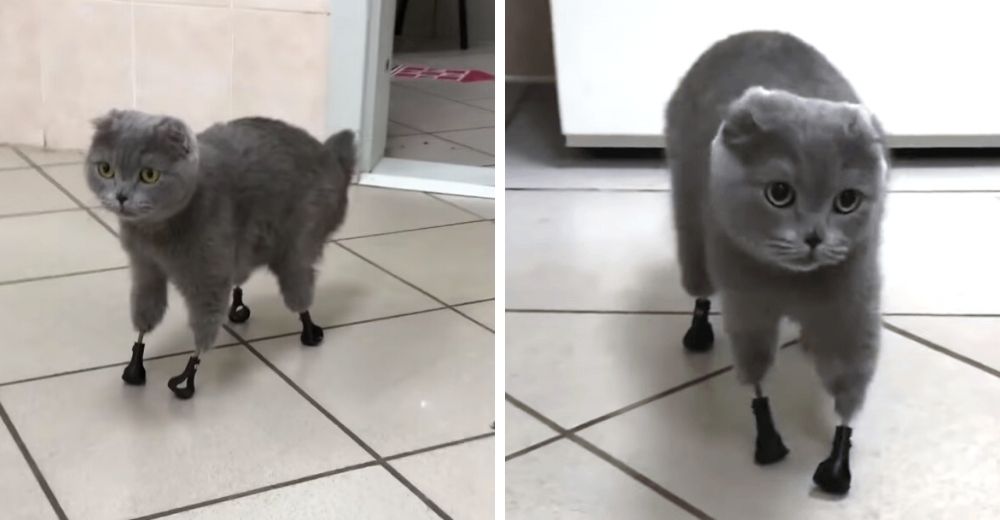 La gatita que perdió sus patas tras ser abandonada recupera la alegría con sus nuevas prótesis
