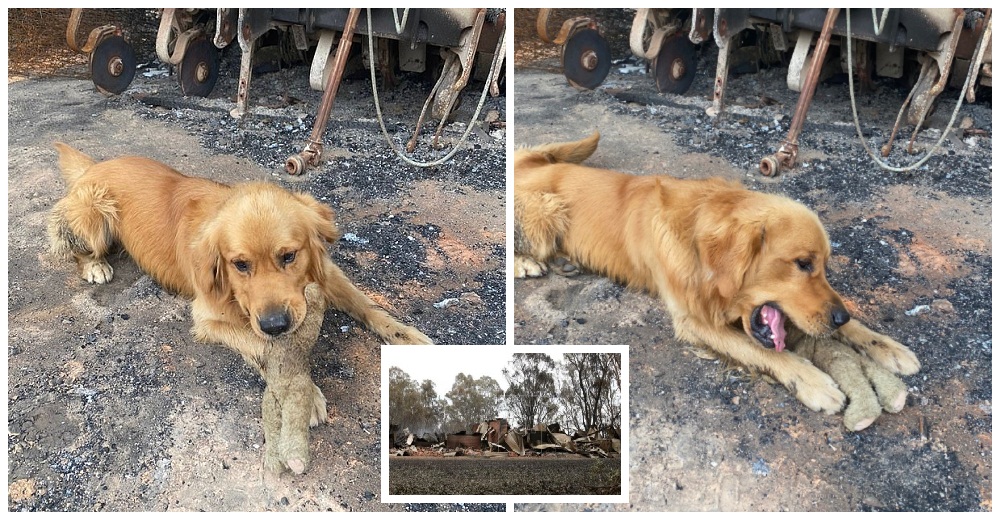 Perrito Golden no puede creer que su peluche favorito sobrevivió a los incendios en Australia