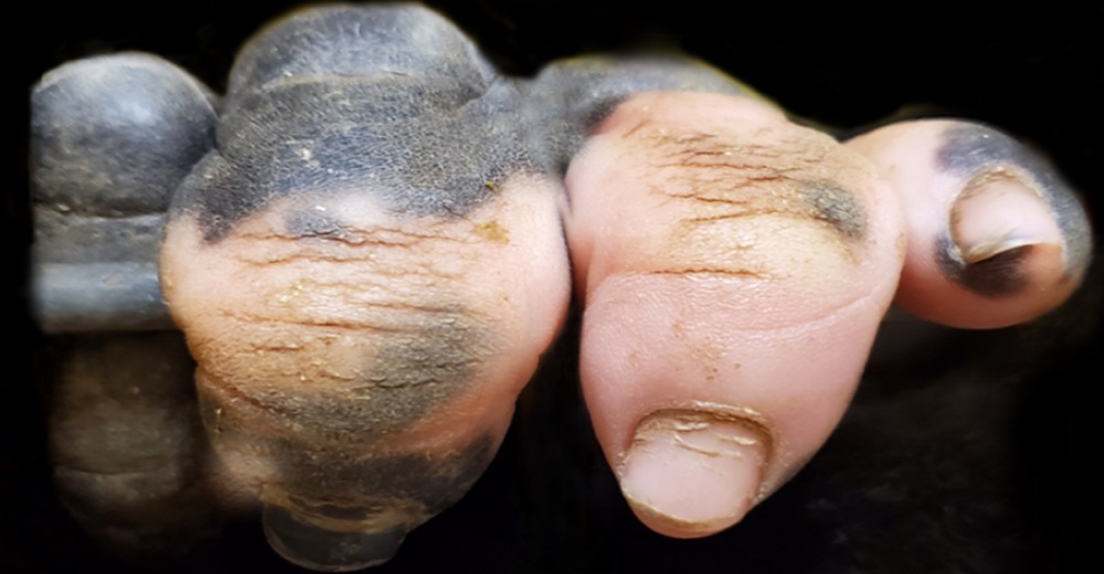 Gorila nacida con una mano de aspecto humano impresiona a las redes Gorila nacida con una mano de aspecto humano impresiona a las redes