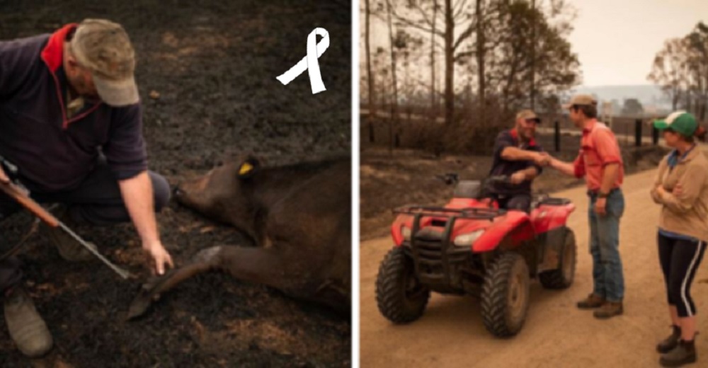 Después de luchar por salvarlas de las llamas, granjero desolado sacrifica a sus vacas heridas