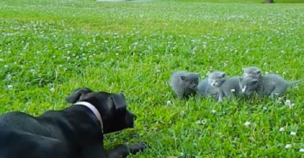 Chihuahua da un paso adelante para evitar que los gatitos bebés pasen el peor susto de su vida Chihuahua da un paso adelante para evitar que los gatitos bebés pasen el peor susto de su vida