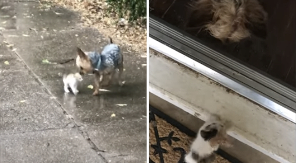 Un perro sale a dar su paseo matutino y regresa a casa con una gatita que rescató