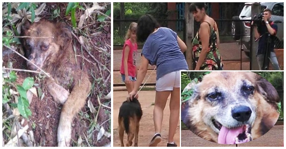 Descubren que el perro enterrado vivo tenía el más triste pasado pero alguien cambia su destino Descubren que el perro enterrado vivo tenía el más triste pasado pero alguien cambia su destino