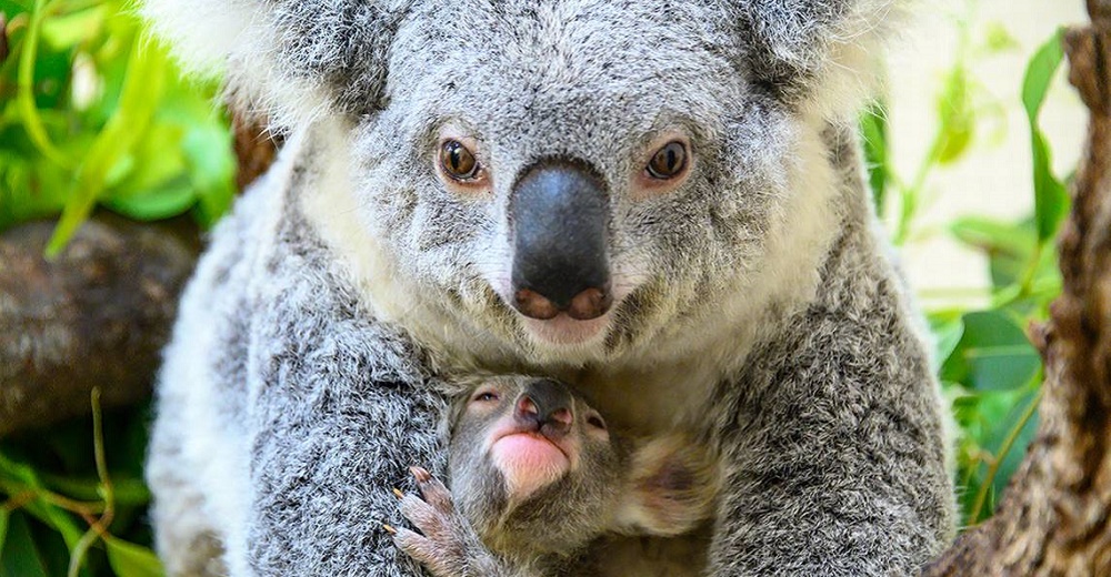 Nace el primer koala de esta especie en 28 años y lo llaman Esperanza por la crisis de Australia