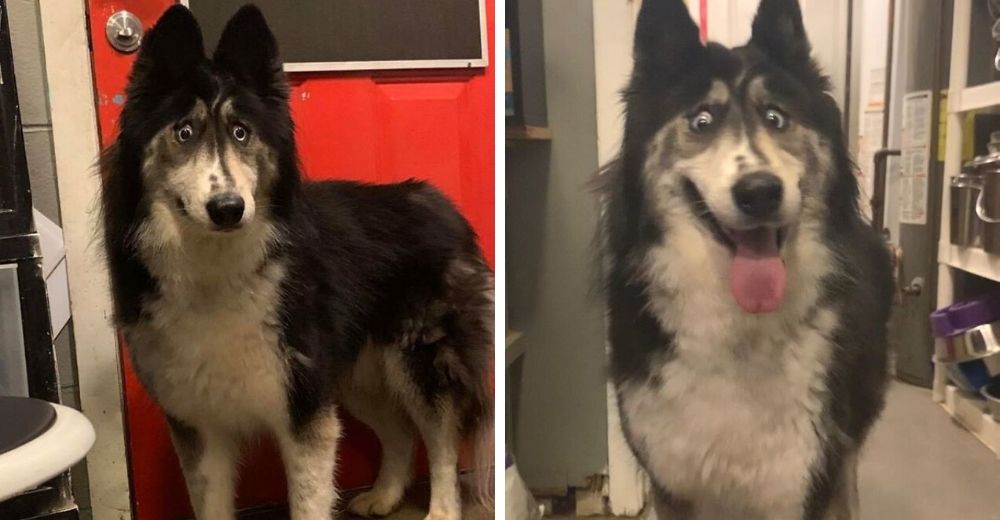 La desgarradora historia de una perrita que no podía encontrar un hogar debido a su aspecto La desgarradora historia de una perrita que no podía encontrar un hogar debido a su aspecto