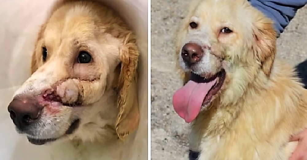 Dispara a su amoroso perrito en la cara porque estaba harto de que fuera «demasiado feliz» Dispara a su amoroso perrito en la cara porque estaba harto de que fuera «demasiado feliz»