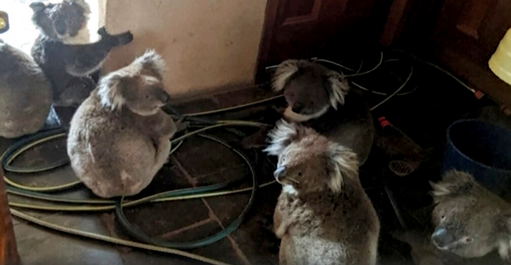 6 koalas muertos de miedo son rescatados de un cuarto de limpieza, estaban huyendo del fuego