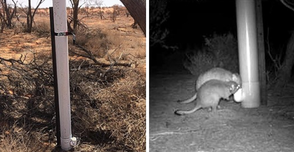 Fabrican fuentes de agua en Australia para ayudar a los animales sobrevivientes de los incendios Fabrican fuentes de agua en Australia para ayudar a los animales sobrevivientes de los incendios