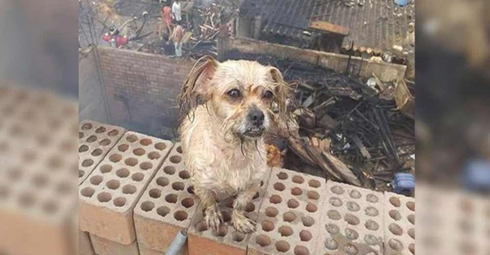 Perrito rescatado de un incendio mira devastado cómo se destruye su hogar Perrito rescatado de un incendio mira devastado cómo se destruye su hogar