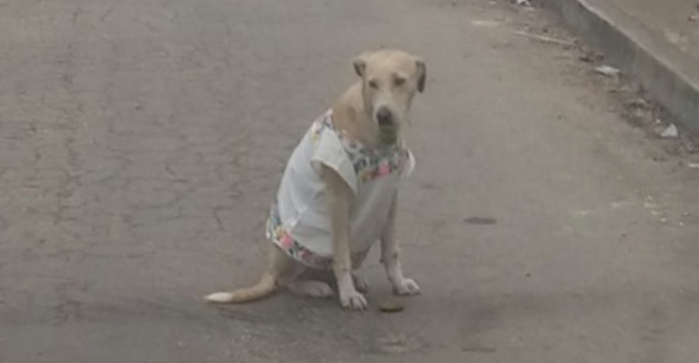 Abrigan a una perrita con un atuendo típico de su país para protegerla del frío y se hace viral