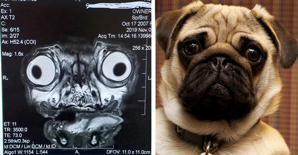 Le hacen una resonancia magnética a un adorable pug y el resultado es divertidamente aterrador Le hacen una resonancia magnética a un adorable pug y el resultado es divertidamente aterrador