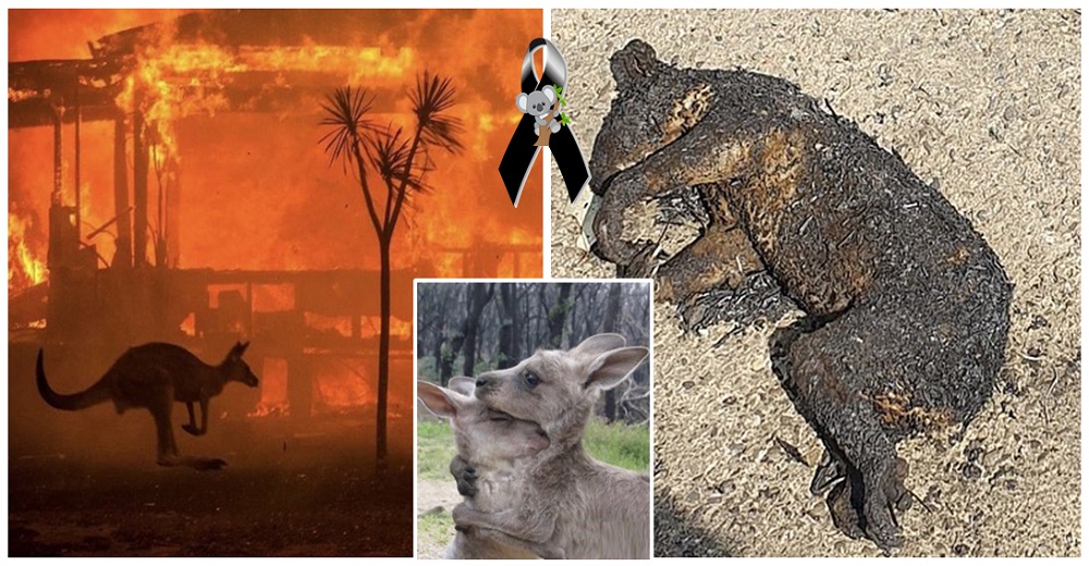 Expertos confirman que más de 1.000 millones de animales murieron en los incendios de Australia Expertos confirman que más de 1.000 millones de animales murieron en los incendios de Australia