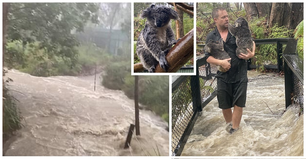 ¿Cuánto más tienen que sufrir?–Superaron el fuego pero ahora ruegan no morir en las inundaciones