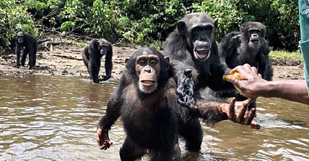 Dejan a más de 60 chimpancés en una isla después de que científicos les inyectaran Hepatitis B