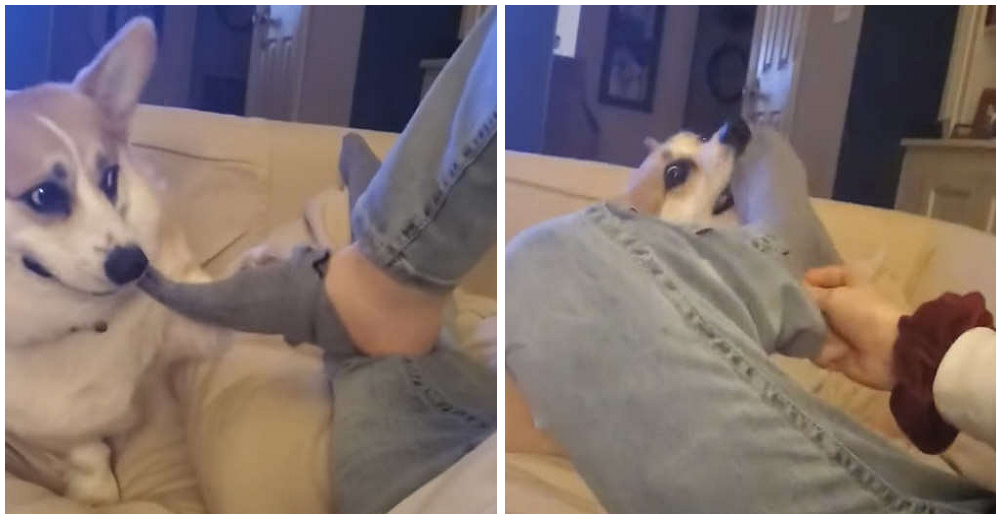 El adorable ritual de un corgi con su hermanito humano para ayudarlo a relajarse El adorable ritual de un corgi con su hermanito humano para ayudarlo a relajarse
