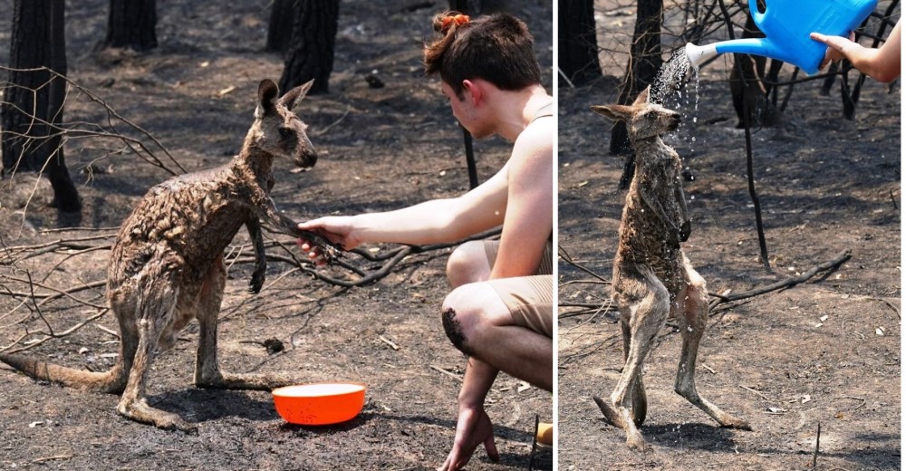 Un canguro le pide ayuda a un niño tras sufrir graves quemaduras por los incendios forestales