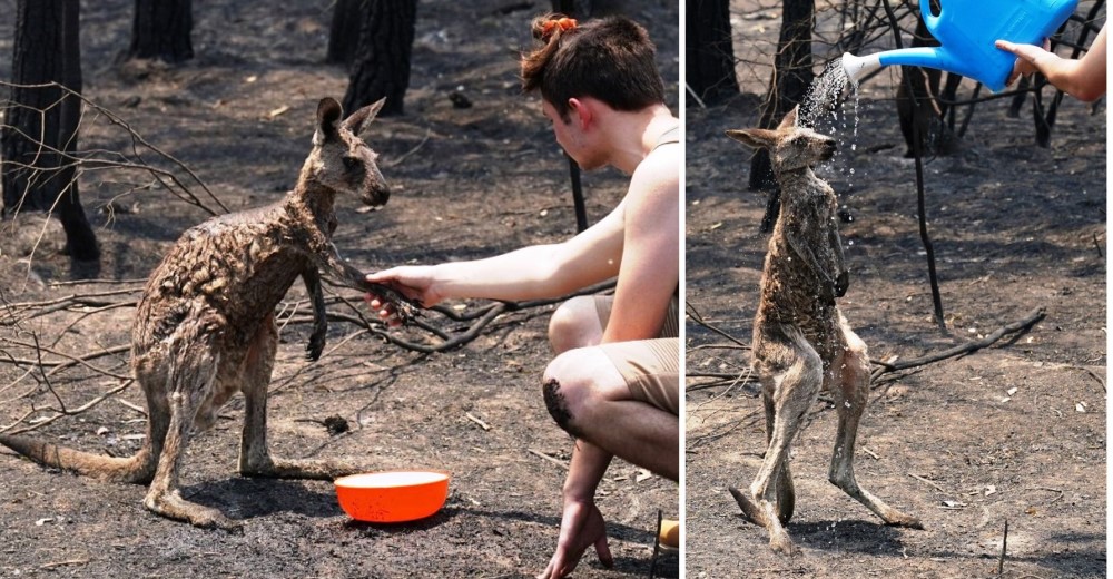 Un canguro le pide ayuda a un niño tras sufrir graves quemaduras por los incendios forestales Un canguro le pide ayuda a un niño tras sufrir graves quemaduras por los incendios forestales
