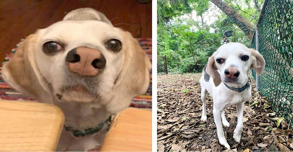 Perrito ignorado por tener la nariz torcida logra encontrar una familia que lo acepta como es Perrito ignorado por tener la nariz torcida logra encontrar una familia que lo acepta como es