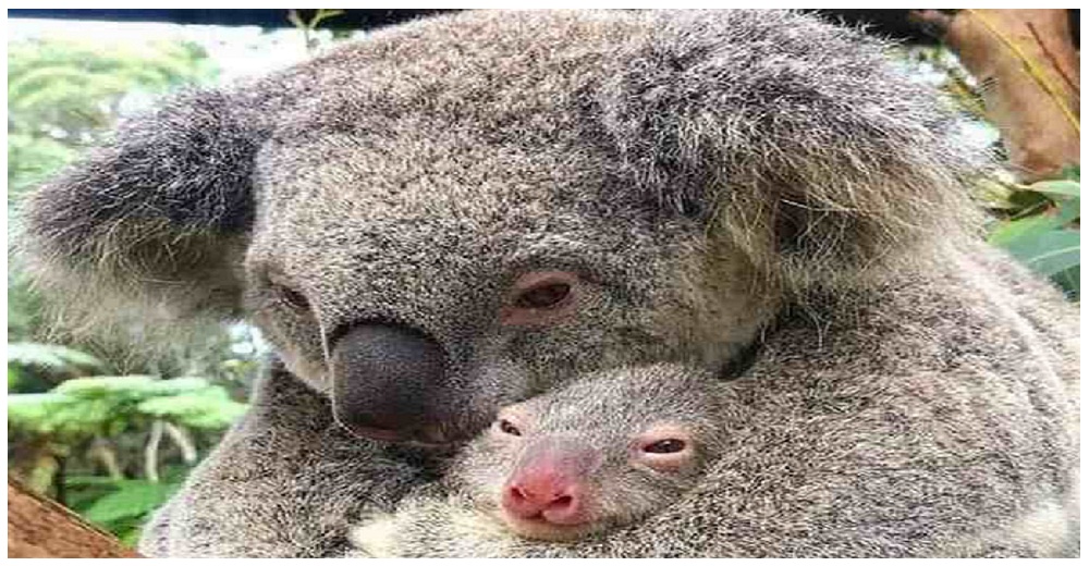 Después de ser rescatados de las devastadoras llamas una mamá koala se aferra a su bebé