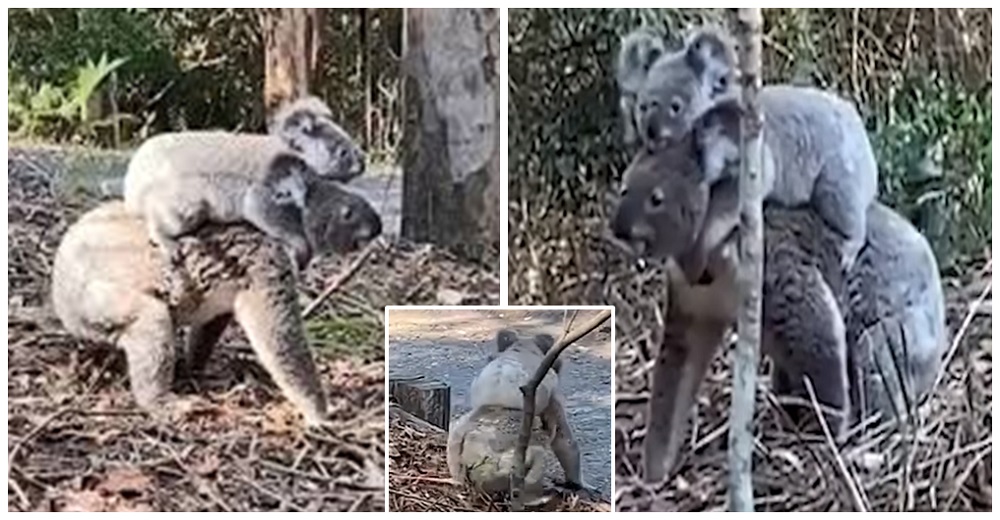 Graban a una mamá koala cargando a su atemorizado bebé en el lomo para que se sienta seguro Graban a una mamá koala cargando a su atemorizado bebé en el lomo para que se sienta seguro