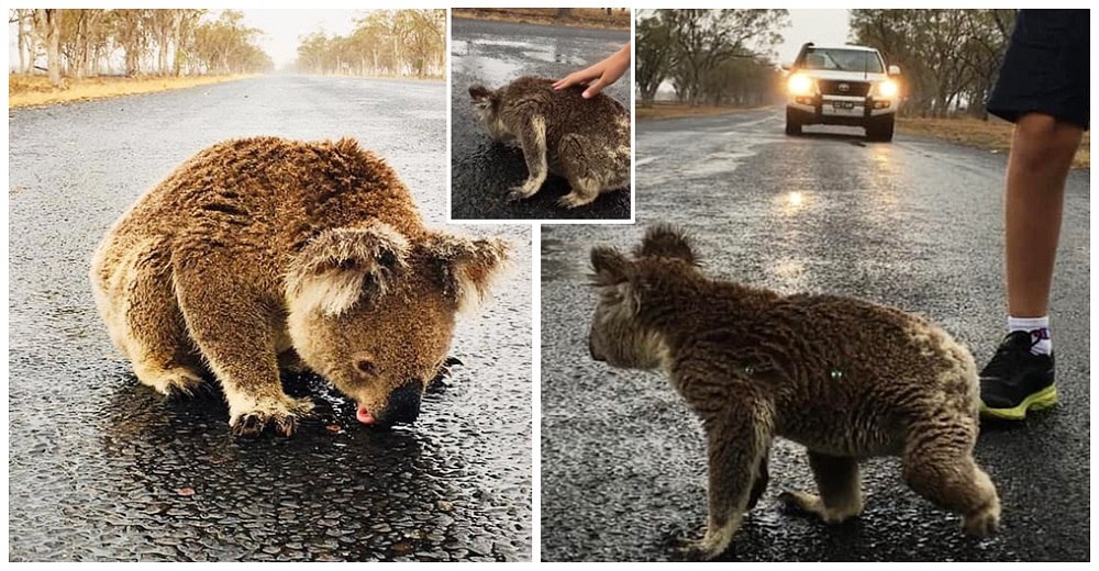 Sediento koala encuentra alivio en el agua del camino tras las lluvias y una mujer interviene Sediento koala encuentra alivio en el agua del camino tras las lluvias y una mujer interviene